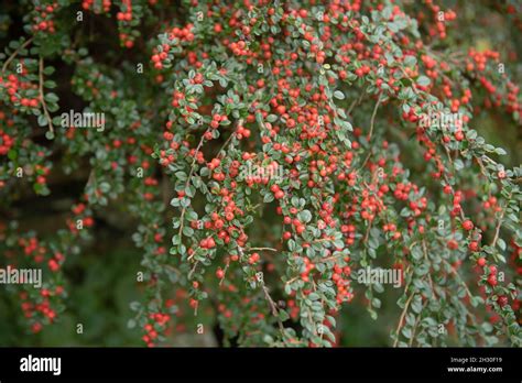 Autumn Red Berries And Green Leaves On The Branches Of A Dwarf