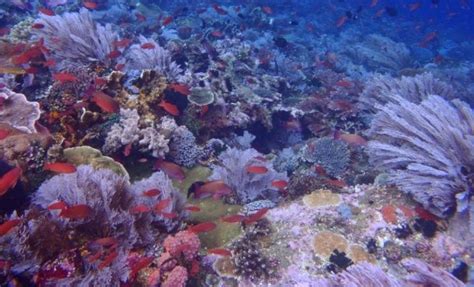 A Large Group Of Fish Swimming Over A Coral Reef