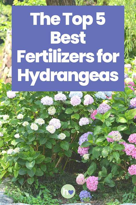 The Best Fertilizer For Hydrangeas + Fertilizing Tips - Hydrangea Love