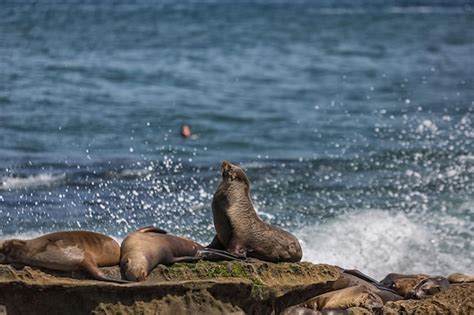 Premium Photo A Group Of Sea Lions Sunning Themselves On The Rocks At