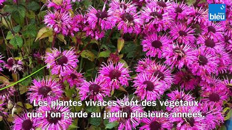 Roland Motte Jardinier Vivaces Ou Annuelles Quelles Plantes Choisir