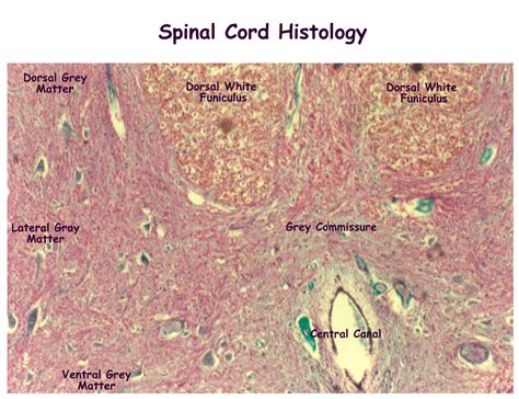 Spinal Cord Tissue Labeled