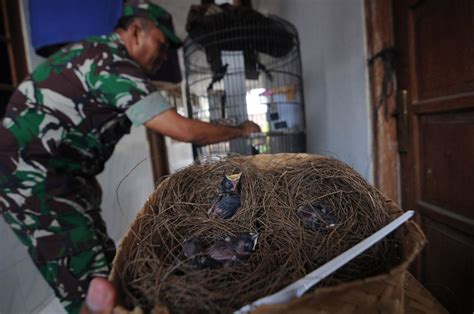 Foto Prajuit Tni Budi Daya Burung Murai