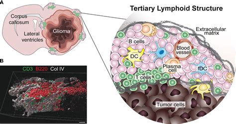 Frontiers Tertiary Lymphoid Structures In The Central Nervous System