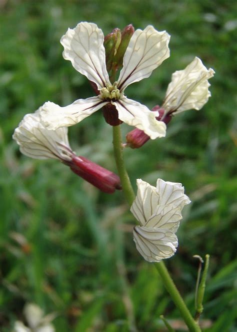 Controlling Wild Radish Learn About Wild Radish Weeds And Uses For