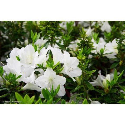 White Azalea