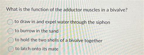 Solved What is the function of the adductor muscles in a | Chegg.com