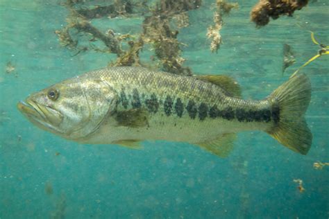 Largemouth Bass Underwater