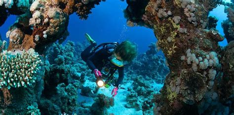 Tauchen Im Roten Meer In Ägypten 123 Tauchsport