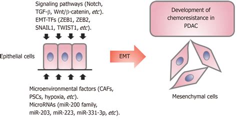 Role Of Epithelial Mesenchymal Transition In Chemoresistance In