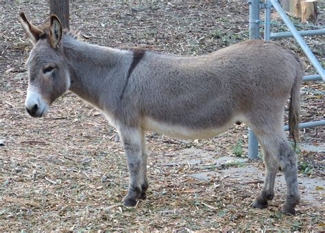 The Fascinating Miniature Donkey Everything You Need To Know Animal