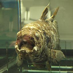 Coelacanth - Wikipedia