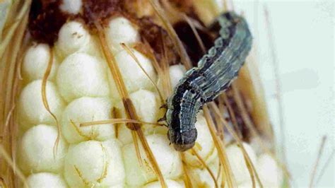 Prepare For Corn Earworm Growing Produce