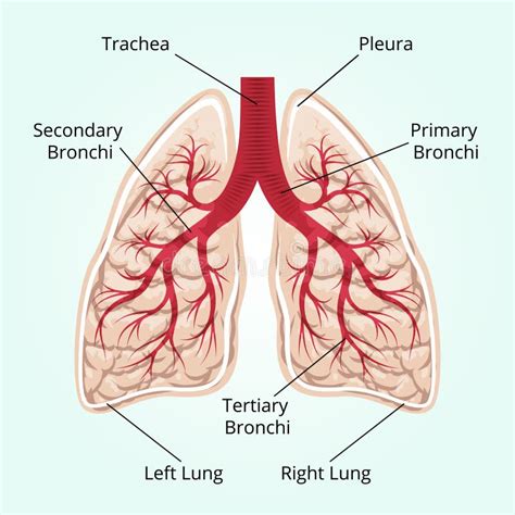 Anatomy Of Pleura Anatomical Charts Posters Hot Sex Picture