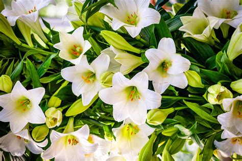 Everything you need to know about different types of Lilium — Hadeco.co.za