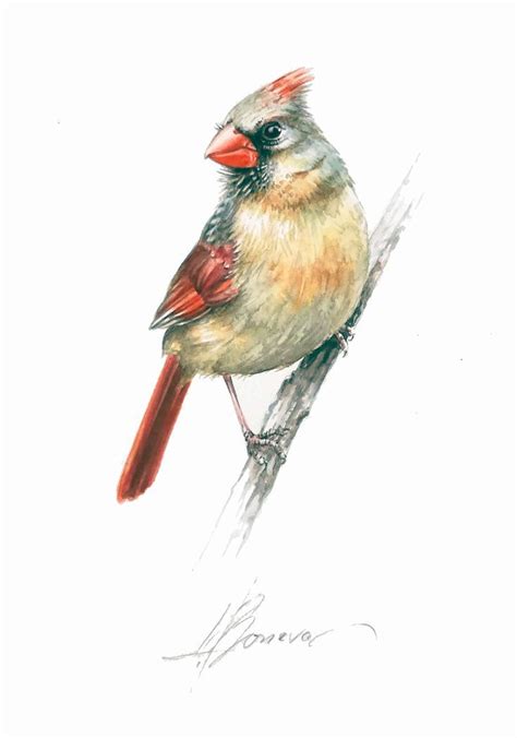 Cardinal Original Watercolor Painting