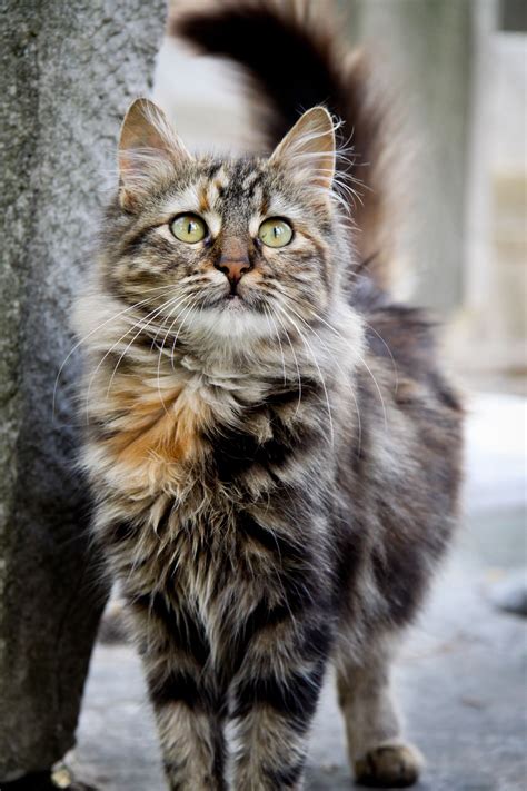 The 10 most affectionate cat breeds – Artofit