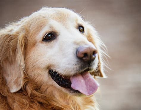 7 Crazy Facts About Golden Retriever Lifespans (And 7 Tips To Increase It) – Golden Hearts