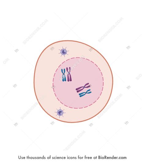 BioRender | Meiosis (02. Prophase I)