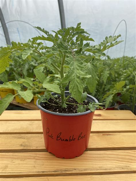 Cherry Tomato Plants – Click Fork