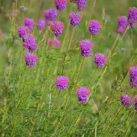 Dalea Purpurea Purple Prairie Clover