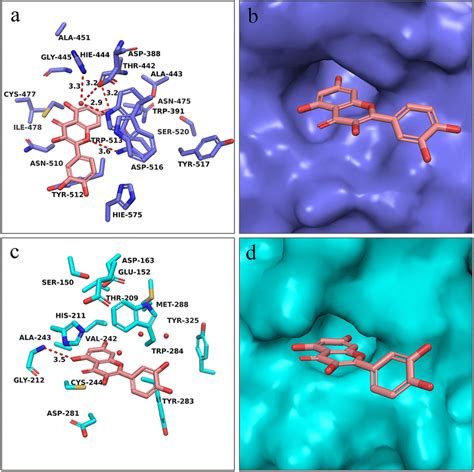 Predicted Binding Modes Of Quercetin In The Binding Pocket Of Kgp A B