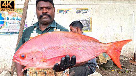 Kasimedu 🔥 Speed Selvam Red Snapper Fish Cutting In Kasimedu 4k