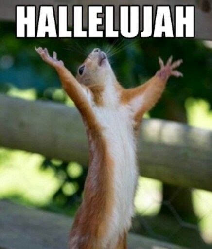 Hallelujah Squirrel Lol Cute Animals Funny Funny Animals