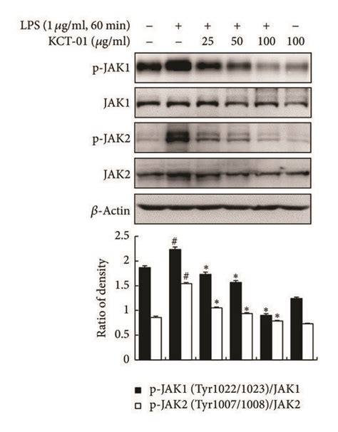 KCT 01 Suppresses Activation Of JAK STAT Signaling Cascades In