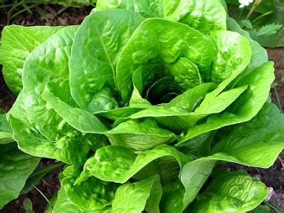 Cultivar Lechugas En El Huerto Familiar Casas Ecol Gicas