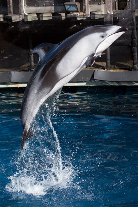 Pacific White Sided Dolphin Lagenorhynchus Obliquidens Zoochat