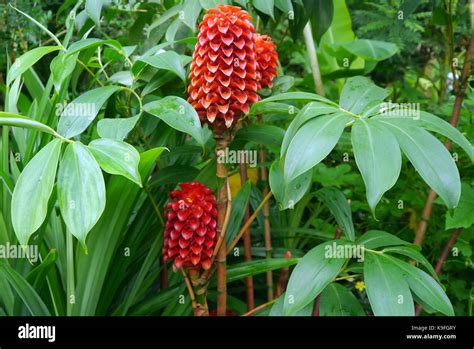 Tapeinochilos Ananassae Pineapple Ginger Plant Grown At The Eden Project Cornwall England