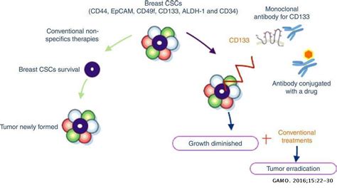 Cd133 In Breast Cancer Cells And In Breast Cancer Stem Cells As Another