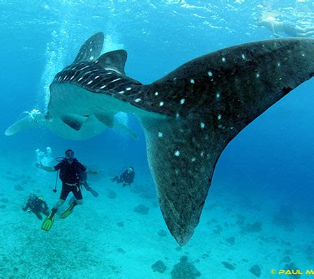 Oslob Whale Shark Snorkeling - Pura Vida