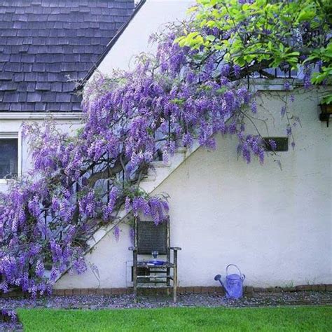 10pcs Japanese Wisteria Floribunda Flower Seeds Lavender