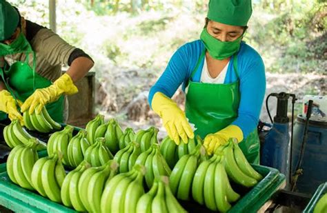 Sube producción de plátano en 19 8 en la región Tumbes Hechicera