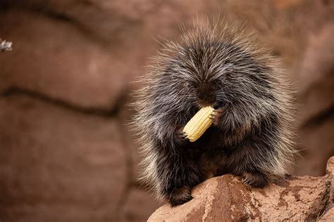 North American Porcupine | Bearizona