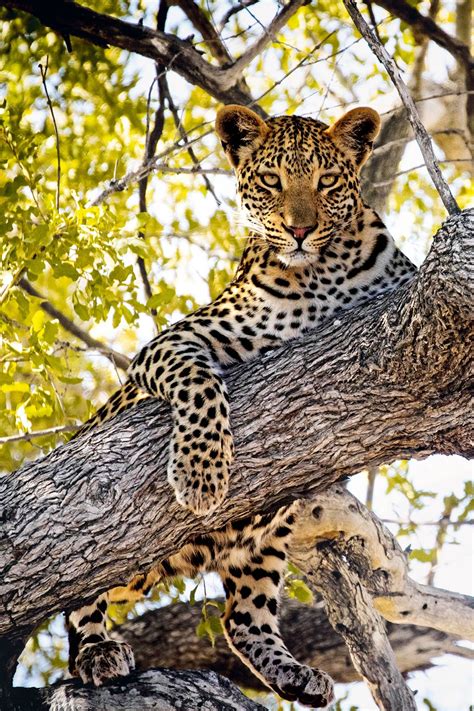 Botswana Six Incredible Safari Lodges Artofit