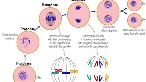 Cellular Reproduction Youtube