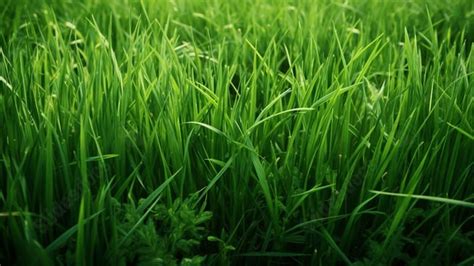 Simple Of Green Grass Powerpoint Background For Free Download - Slidesdocs