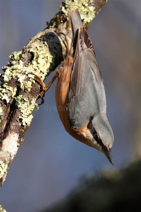 Nuthatch Hanging Upside Down Stock Image Image Of Beak Feathers