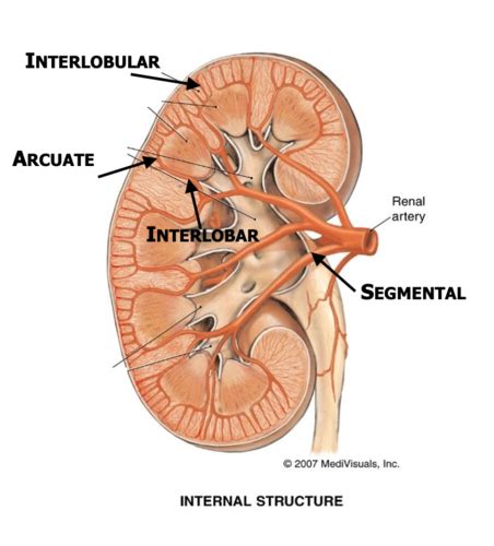 Urinary System Flashcards Quizlet