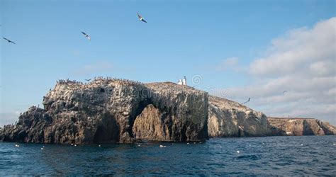 Pelicans Over Anacapa Arch And Lighthouse On Anacapa Island In The