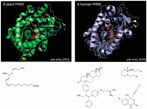 P Enzyme