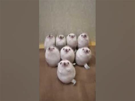 мои хренобусы :3 - YouTube