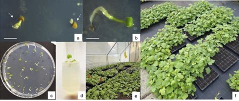 In Vitro Germination Rooting And Acclimatization Of Polka Seeds Cut