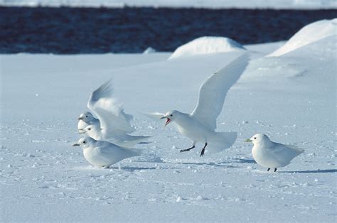 Enchanting Arctic Birds And Their Most Fascinating Facts Birds