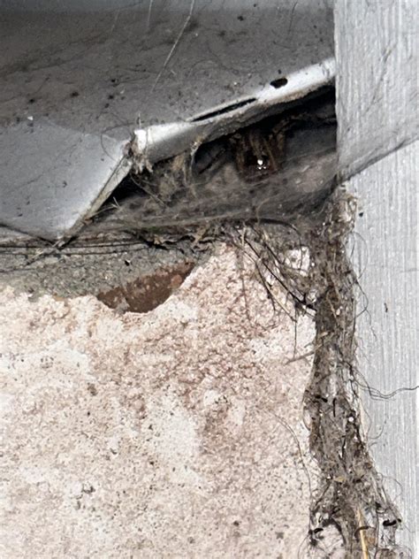 Little guy hangs out with me every night : r/spiders