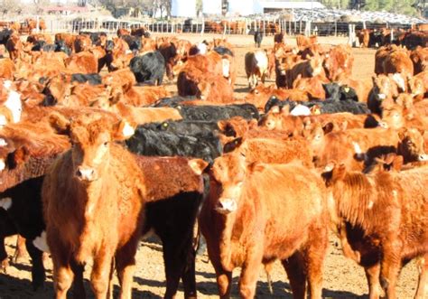 En San Luis El Engorde A Corral Es Una Alternativa Rentable Ruralnet