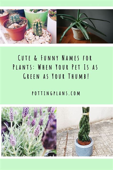 Cute Funny Names For Plants When Your Pet Is As Green As Your Thumb